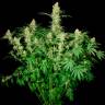Недорогие семена Wappa feminised Ganja Seeds Недорогие семена Wappa feminised Ganja Seeds