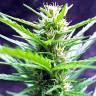 семена конопли Москва Auto Jack Herer feminised Green House Seeds семена конопли Москва Auto Jack Herer feminised Green House Seeds