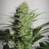 семена культурной конопли купить Auto Jack Herer feminised Green House Seeds семена культурной конопли купить Auto Jack Herer feminised Green House Seeds