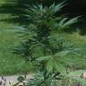 семена конопли сорта сатива Auto Jack Herer feminised Green House Seeds семена конопли сорта сатива Auto Jack Herer feminised Green House Seeds