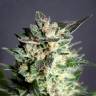 семена конопли индика BCN Diesel CBD feminised Kannabia Seeds семена конопли индика BCN Diesel CBD feminised Kannabia Seeds