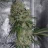 семена конопли для курения BCN Diesel CBD feminised Kannabia Seeds семена конопли для курения BCN Diesel CBD feminised Kannabia Seeds