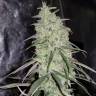 семена конопли медицинской BCN Diesel CBD feminised Kannabia Seeds семена конопли медицинской BCN Diesel CBD feminised Kannabia Seeds