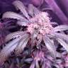 семена конопли для курения Snow White regular Nirvana Seeds семена конопли для курения Snow White regular Nirvana Seeds