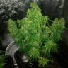 Семки Auto Quick One feminised Ganja Seeds купить Семки Auto Quick One feminised Ganja Seeds купить
