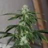 Семки Auto Quick One feminised Ganja Seeds оптом Семки Auto Quick One feminised Ganja Seeds оптом