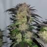 заказ семян конопли Спб Auto Critical + feminised заказ семян конопли Спб Auto Critical + feminised