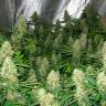 Power Plant feminised Ganja Seeds Power Plant feminised Ganja Seeds