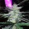 Blueberry Cream feminised RuSeeds Blueberry Cream feminised RuSeeds