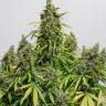 Auto Haze regular Ganja Seeds Auto Haze regular Ganja Seeds
