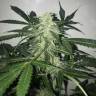 Auto Haze regular Ganja Seeds Auto Haze regular Ganja Seeds