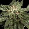 семена конопли наложенным платежом LA Confidential feminised DNA Genetics семена конопли наложенным платежом LA Confidential feminised DNA Genetics