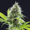 семена конопли аутдор Kama Kush CBD feminised Kannabia Seeds семена конопли аутдор Kama Kush CBD feminised Kannabia Seeds
