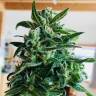семена конопли элитных сортов Kama Kush CBD feminised Kannabia Seeds семена конопли элитных сортов Kama Kush CBD feminised Kannabia Seeds
