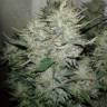 семена конопли в интернете Kama Kush CBD feminised Kannabia Seeds семена конопли в интернете Kama Kush CBD feminised Kannabia Seeds