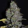 где заказать семена конопли Viagrra feminised VIP Seeds где заказать семена конопли Viagrra feminised VIP Seeds
