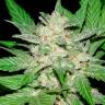 Семена каннабиса Auto Royal Haze feminised Ganja Seeds недорого Семена каннабиса Auto Royal Haze feminised Ganja Seeds недорого