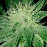 заказ семян конопли Спб Auto Amnesia feminised заказ семян конопли Спб Auto Amnesia feminised