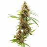 семена конопли для посадки купить Auto Amnesia feminised семена конопли для посадки купить Auto Amnesia feminised