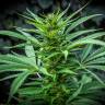 семена конопли в интернете Auto Maria feminised семена конопли в интернете Auto Maria feminised