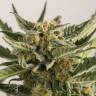 семена конопли аутдор Auto Skunk feminised Green House Seeds семена конопли аутдор Auto Skunk feminised Green House Seeds