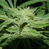 семена конопли в интернете Auto Skunk feminised Green House Seeds семена конопли в интернете Auto Skunk feminised Green House Seeds
