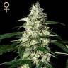 семена конопли марихуаны Auto Skunk feminised Green House Seeds семена конопли марихуаны Auto Skunk feminised Green House Seeds