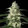 семена конопли скороспелый купить Auto Skunk feminised Green House Seeds семена конопли скороспелый купить Auto Skunk feminised Green House Seeds