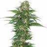 семена конопли гидропоники Auto Skunk feminised Green House Seeds семена конопли гидропоники Auto Skunk feminised Green House Seeds