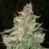 Auto Desfran feminised Dutch Passion Seeds Auto Desfran feminised Dutch Passion Seeds