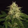 семена конопли в интернете Auto Mango Cream feminised Exotic Seed семена конопли в интернете Auto Mango Cream feminised Exotic Seed