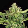 семена конопли скороспелый купить Auto Mango Cream feminised Exotic Seed семена конопли скороспелый купить Auto Mango Cream feminised Exotic Seed
