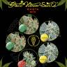 семена конопли в фирменной упаковке Rasta K Mix feminised Green House Seeds семена конопли в фирменной упаковке Rasta K Mix feminised Green House Seeds