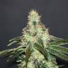 мощные семена конопли Mataro Blue CBD feminised Kannabia Seeds мощные семена конопли Mataro Blue CBD feminised Kannabia Seeds