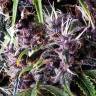 семена конопли в России Auto Purple feminised Pyramid Seeds семена конопли в России Auto Purple feminised Pyramid Seeds