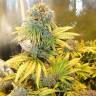 заказ семян конопли Спб Auto Royal Creamatic feminised Royal Queen заказ семян конопли Спб Auto Royal Creamatic feminised Royal Queen