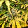 заказ семян конопли Москва Auto Royal Creamatic feminised Royal Queen заказ семян конопли Москва Auto Royal Creamatic feminised Royal Queen