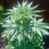 Семена марихуаны Auto Lowryder2 feminised Ganja Seeds Семена марихуаны Auto Lowryder2 feminised Ganja Seeds