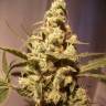 семена конопли с доставкой Auto Exodus Cheese feminised Green House Seeds семена конопли с доставкой Auto Exodus Cheese feminised Green House Seeds