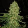 мощные семена конопли Auto Exodus Cheese feminised Green House Seeds мощные семена конопли Auto Exodus Cheese feminised Green House Seeds