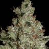 Big Devil feminised Ganja Seeds Big Devil feminised Ganja Seeds