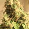 мощные семена конопли El Queso feminised RuSeeds мощные семена конопли El Queso feminised RuSeeds