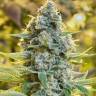 элитные семена конопли El Queso feminised RuSeeds элитные семена конопли El Queso feminised RuSeeds
