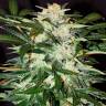 семена конопли дешево Auto Monster Mash feminised Exotic Seed семена конопли дешево Auto Monster Mash feminised Exotic Seed