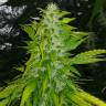 семена конопли наложенным платежом Auto Royal Critical feminised Royal Queen семена конопли наложенным платежом Auto Royal Critical feminised Royal Queen