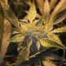 семена конопли почтой Auto Royal Critical feminised Royal Queen семена конопли почтой Auto Royal Critical feminised Royal Queen
