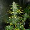 Семена Royal Gorilla feminised Ganja Seeds Семена Royal Gorilla feminised Ganja Seeds