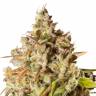 Заказать семена Royal Gorilla feminised Ganja Seeds Заказать семена Royal Gorilla feminised Ganja Seeds