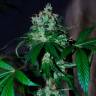 семена конопли автоцвет Auto Big Devil feminised семена конопли автоцвет Auto Big Devil feminised