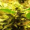 семена конопли курьером Auto Big Devil feminised семена конопли курьером Auto Big Devil feminised